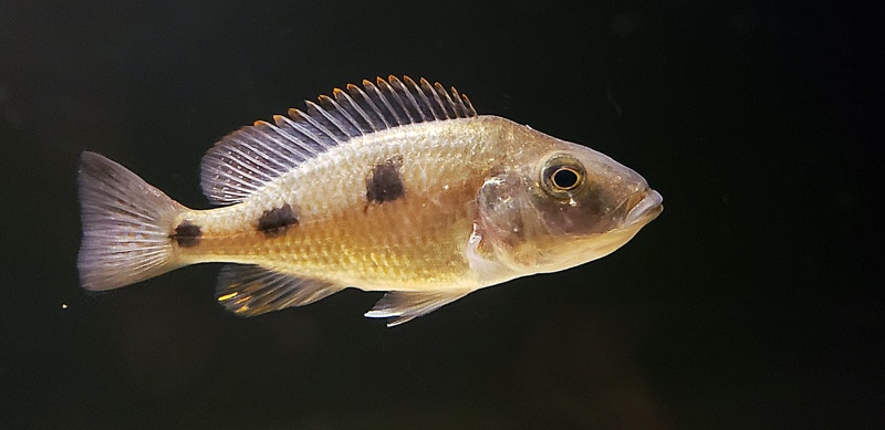 Otopharynx tetrastigma